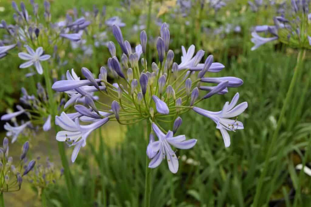 Agapanthus 'Dokter Brouwer' ---
